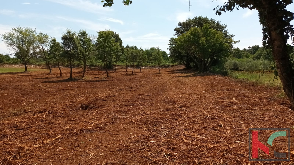 Svetvinčenat, Cukrići, terreno edificabile e agricolo con progettazione concettuale #sale