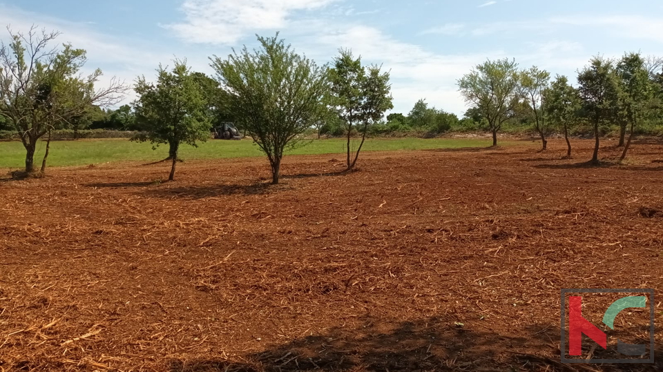 Svetvinčenat, Cukrići, terreno edificabile e agricolo con progettazione concettuale #sale