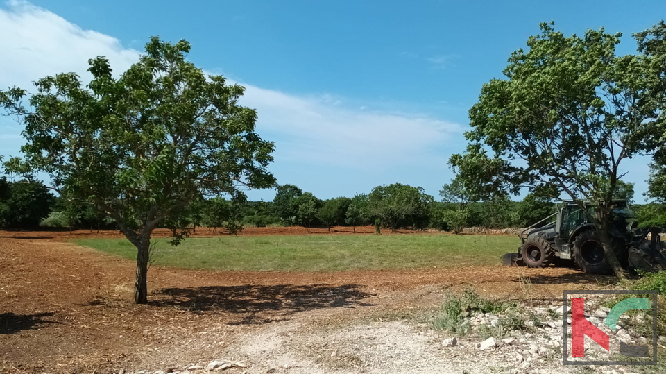 Svetvinčenat, Cukrići, terreno edificabile e agricolo con progettazione concettuale #sale