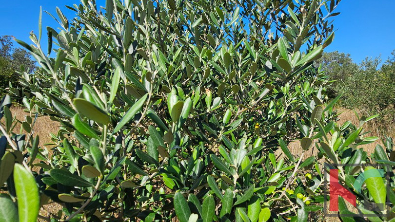 Istria&comma; Fasana&comma; terreno agricolo 2400m2