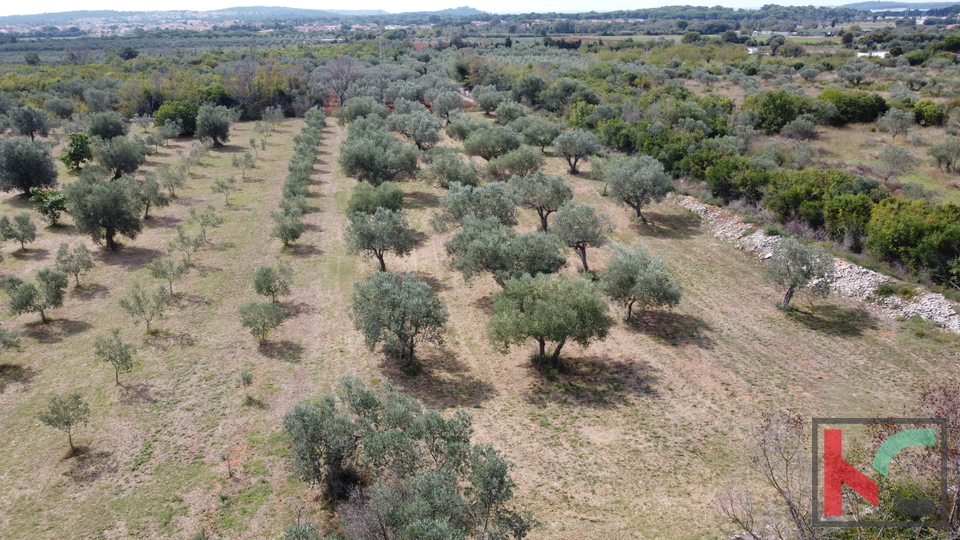 ISTRA&comma; FA&Zcaron;ANA&comma; POLJOPRIVREDNO ZEMLJI&Scaron;TE SA MASLINAMA&comma; &num;PRODAJA