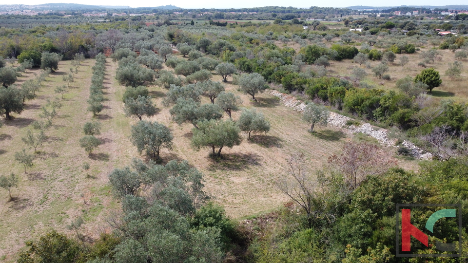 ISTRA&comma; FA&Zcaron;ANA&comma; POLJOPRIVREDNO ZEMLJI&Scaron;TE SA MASLINAMA&comma; &num;PRODAJA