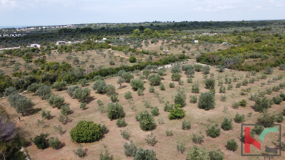 ISTRA&comma; FA&Zcaron;ANA&comma; POLJOPRIVREDNO ZEMLJI&Scaron;TE SA MASLINAMA&comma; &num;PRODAJA