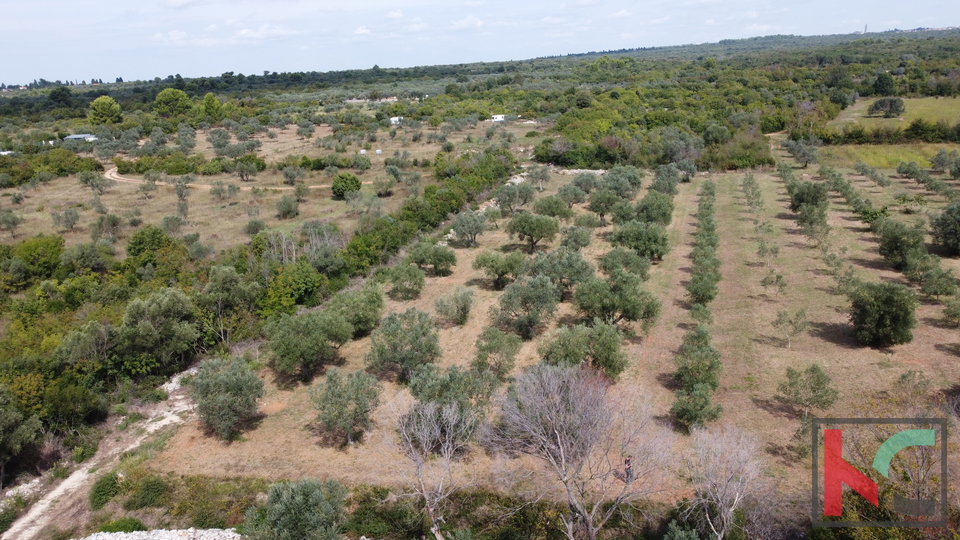 ISTRA&comma; FA&Zcaron;ANA&comma; POLJOPRIVREDNO ZEMLJI&Scaron;TE SA MASLINAMA&comma; &num;PRODAJA