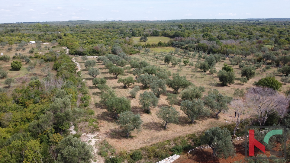 ISTRA&comma; FA&Zcaron;ANA&comma; POLJOPRIVREDNO ZEMLJI&Scaron;TE SA MASLINAMA&comma; &num;PRODAJA