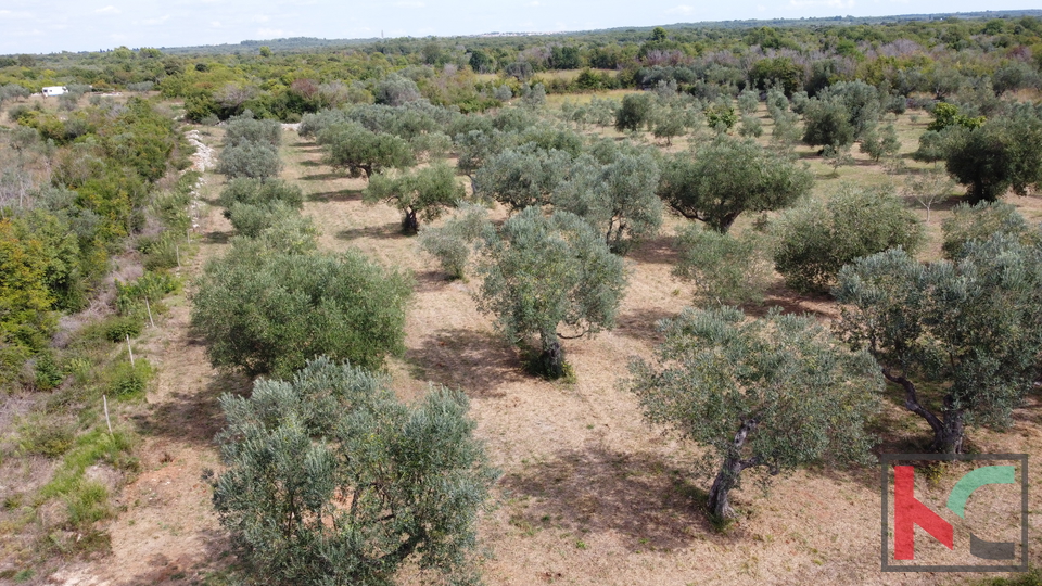 ISTRA&comma; FA&Zcaron;ANA&comma; POLJOPRIVREDNO ZEMLJI&Scaron;TE SA MASLINAMA&comma; &num;PRODAJA