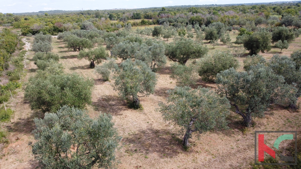 ISTRA&comma; FA&Zcaron;ANA&comma; POLJOPRIVREDNO ZEMLJI&Scaron;TE SA MASLINAMA&comma; &num;PRODAJA