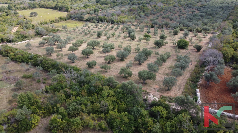 ISTRA&comma; FA&Zcaron;ANA&comma; POLJOPRIVREDNO ZEMLJI&Scaron;TE SA MASLINAMA&comma; &num;PRODAJA