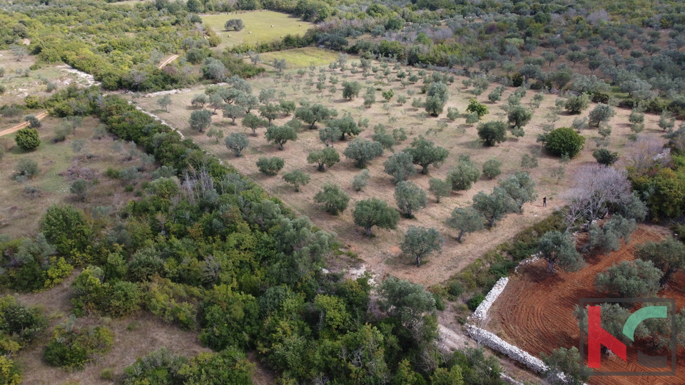 ISTRA&comma; FA&Zcaron;ANA&comma; POLJOPRIVREDNO ZEMLJI&Scaron;TE SA MASLINAMA&comma; &num;PRODAJA