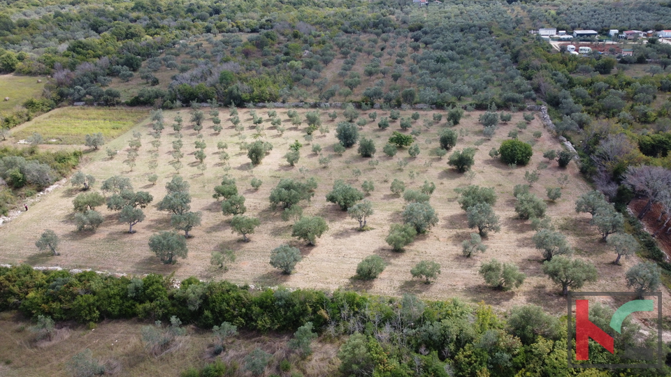 ISTRA&comma; FA&Zcaron;ANA&comma; POLJOPRIVREDNO ZEMLJI&Scaron;TE SA MASLINAMA&comma; &num;PRODAJA