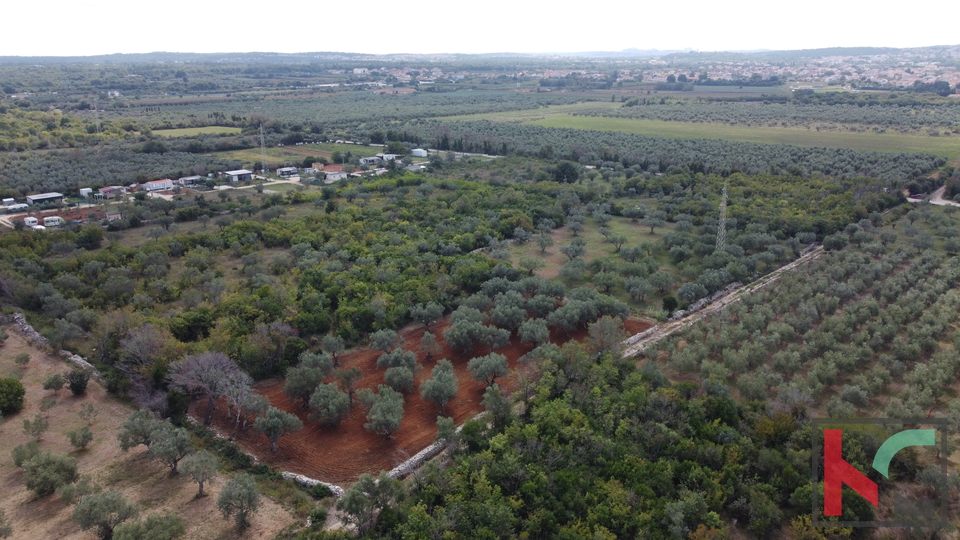 ISTRA&comma; FA&Zcaron;ANA&comma; POLJOPRIVREDNO ZEMLJI&Scaron;TE SA MASLINAMA&comma; &num;PRODAJA
