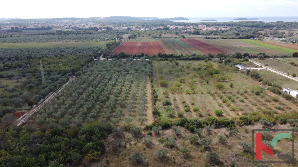 ISTRA&comma; FA&Zcaron;ANA&comma; POLJOPRIVREDNO ZEMLJI&Scaron;TE SA MASLINAMA&comma; &num;PRODAJA