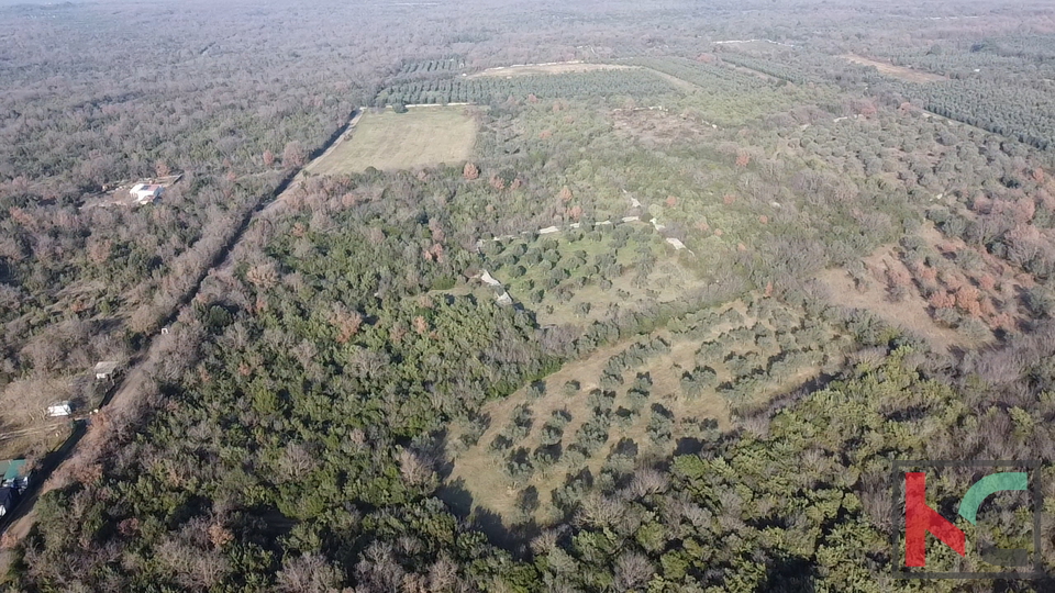 ISTRA - PEROJ&comma; MASLINIK 4274M2&comma; &num;PRODAJA