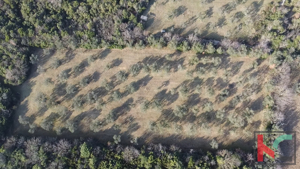 ISTRA - PEROJ&comma; MASLINIK 4274M2&comma; &num;PRODAJA