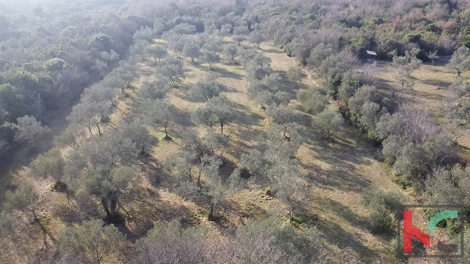 ISTRA - PEROJ&comma; MASLINIK 4274M2&comma; &num;PRODAJA