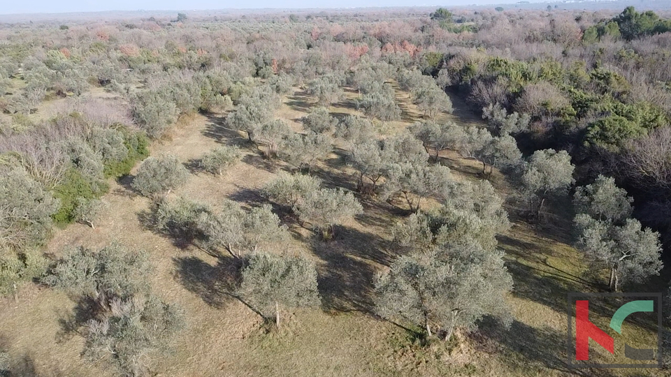 ISTRA - PEROJ&comma; MASLINIK 4274M2&comma; &num;PRODAJA