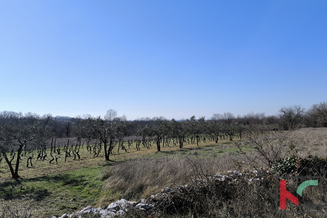 CENTRALNA ISTRA, GRAĐEVINSKO ZEMLJIŠTE 1255 M2 #PRODAJA