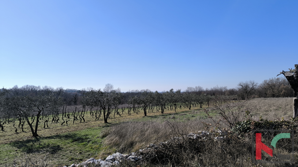 CENTRALNA ISTRA, GRAĐEVINSKO ZEMLJIŠTE 1255 M2 #PRODAJA