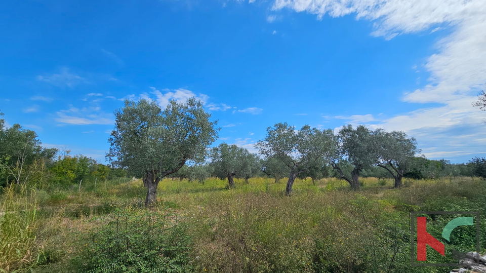 ISTRA&comma; FA&Zcaron;ANA&comma; POLJOPRIVREDNO ZEMLJI&Scaron;TE SA MASLINAMA&comma; &num;PRODAJA