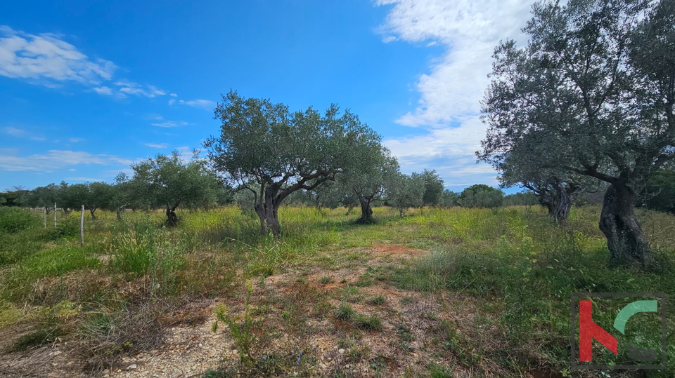 ISTRA&comma; FA&Zcaron;ANA&comma; POLJOPRIVREDNO ZEMLJI&Scaron;TE SA MASLINAMA&comma; &num;PRODAJA
