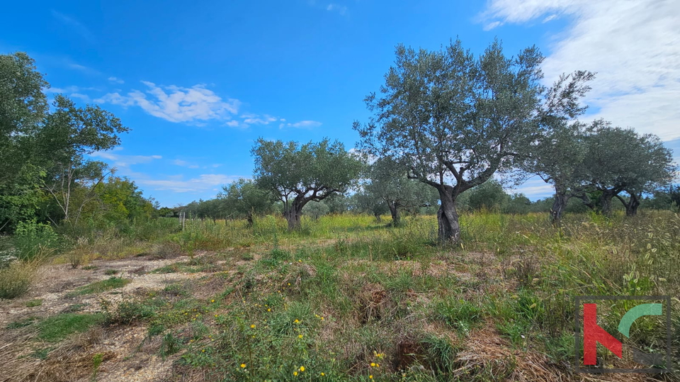 ISTRA&comma; FA&Zcaron;ANA&comma; POLJOPRIVREDNO ZEMLJI&Scaron;TE SA MASLINAMA&comma; &num;PRODAJA