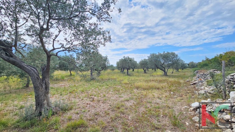 ISTRA&comma; FA&Zcaron;ANA&comma; POLJOPRIVREDNO ZEMLJI&Scaron;TE SA MASLINAMA&comma; &num;PRODAJA