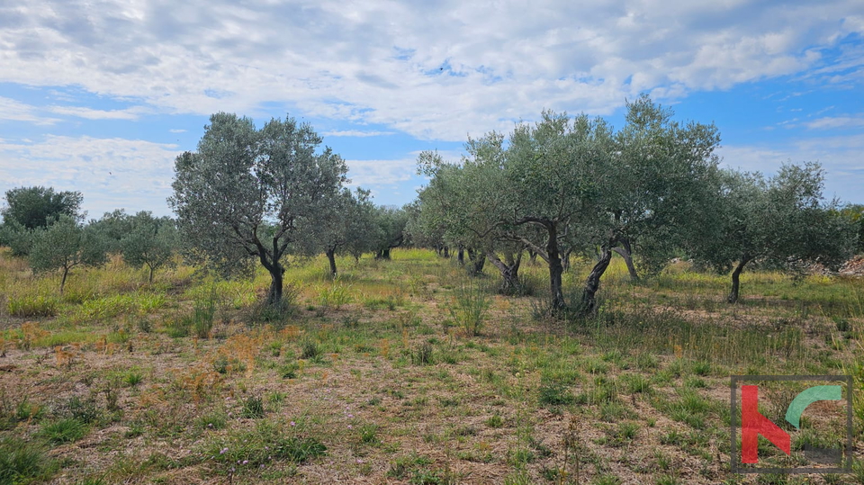 ISTRA&comma; FA&Zcaron;ANA&comma; POLJOPRIVREDNO ZEMLJI&Scaron;TE SA MASLINAMA&comma; &num;PRODAJA