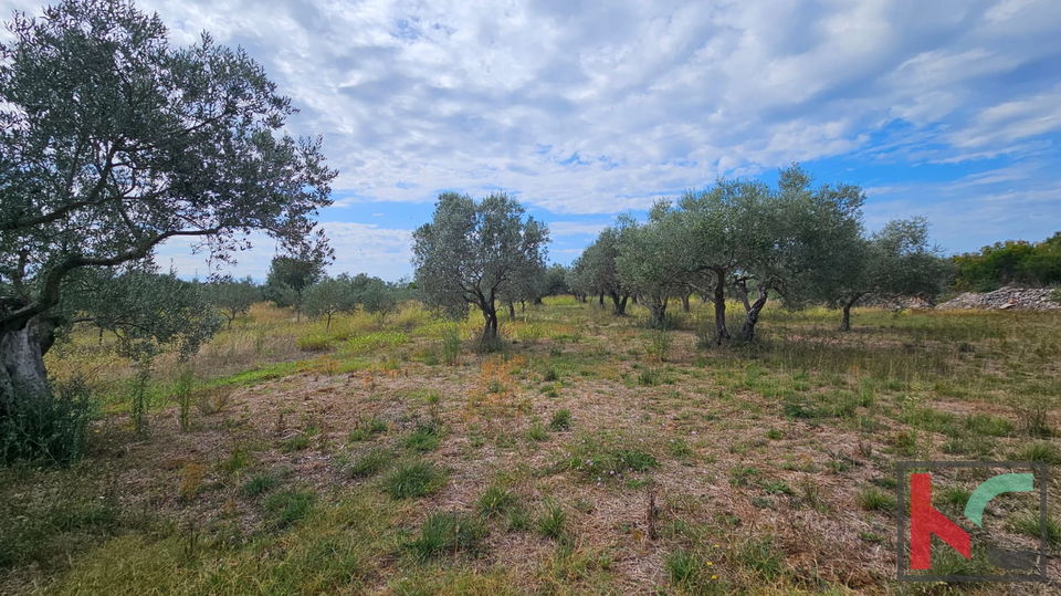 ISTRA&comma; FA&Zcaron;ANA&comma; POLJOPRIVREDNO ZEMLJI&Scaron;TE SA MASLINAMA&comma; &num;PRODAJA