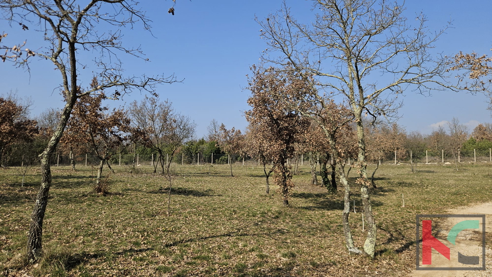 Terreno&comma; 27300 m2&comma; Vendita&comma; Svetvin&ccaron;enat - Smoljanci