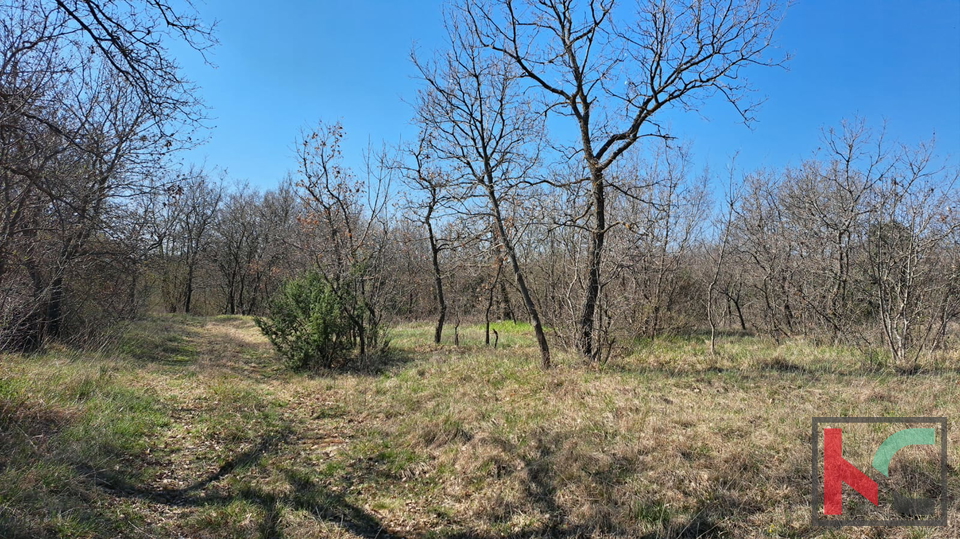 ISTRA&comma; MAR&Ccaron;ANA&comma; TERRENO AGRICOLO &num;VENDITA