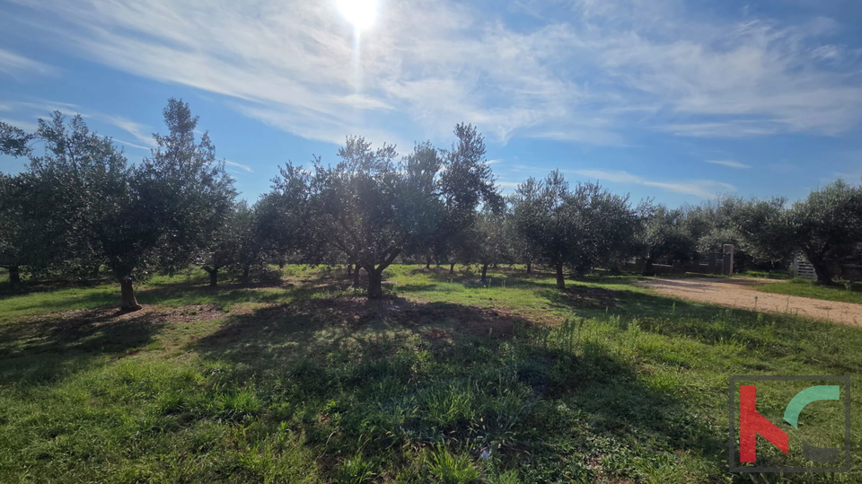 KUĆA NA IMANJU S MASLINIKOM, 9000m2, #PRODAJA