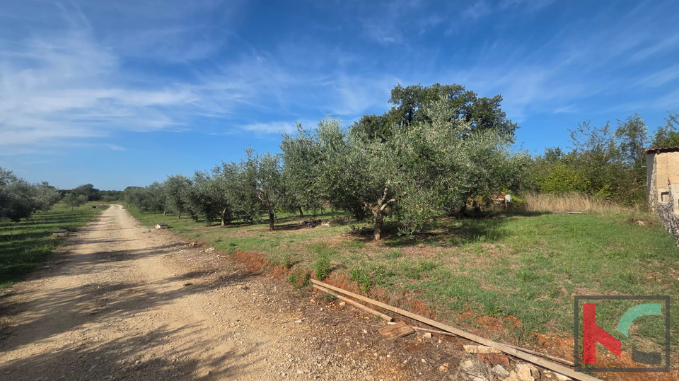 KUĆA NA IMANJU S MASLINIKOM, 9000m2, #PRODAJA