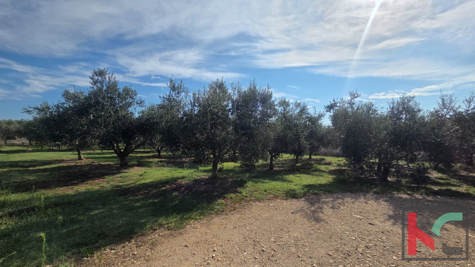 KUĆA NA IMANJU S MASLINIKOM, 9000m2, #PRODAJA