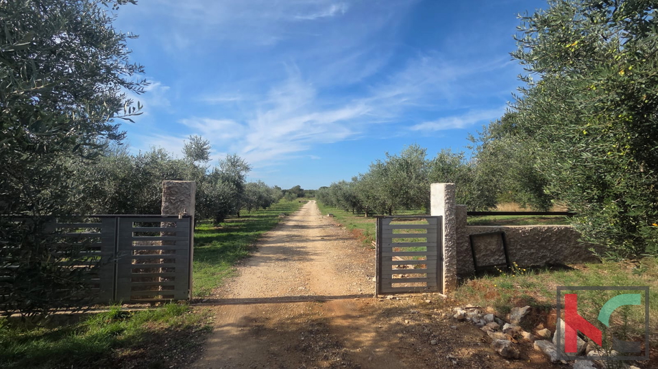 KUĆA NA IMANJU S MASLINIKOM, 9000m2, #PRODAJA