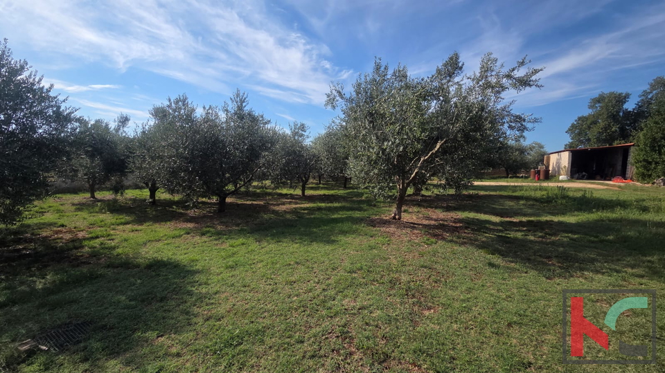 KUĆA NA IMANJU S MASLINIKOM, 9000m2, #PRODAJA