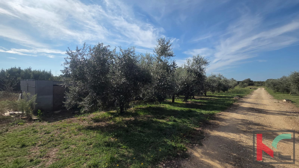 KUĆA NA IMANJU S MASLINIKOM, 9000m2, #PRODAJA