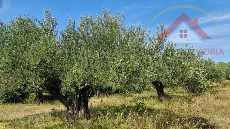 PRODAJE SE  atraktivno građevinsko zemljište u Benkovcu, Zadarska županija