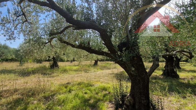 PRODAJE SE  atraktivno građevinsko zemljište u Benkovcu, Zadarska županija