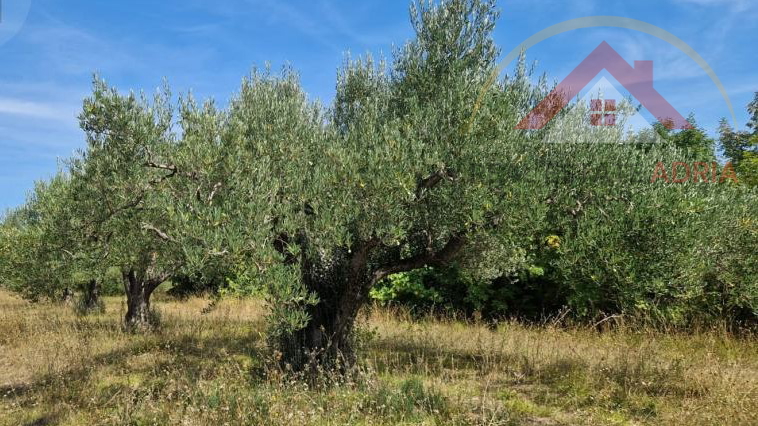 For sale 8 plots of building land in Benkovac with a total area of 3837 m2, Zadar County, Croatia