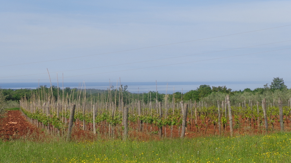 Big Agricultural land