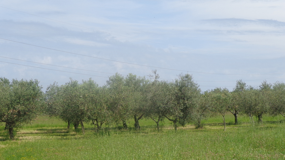 Grande Terreno agricolo