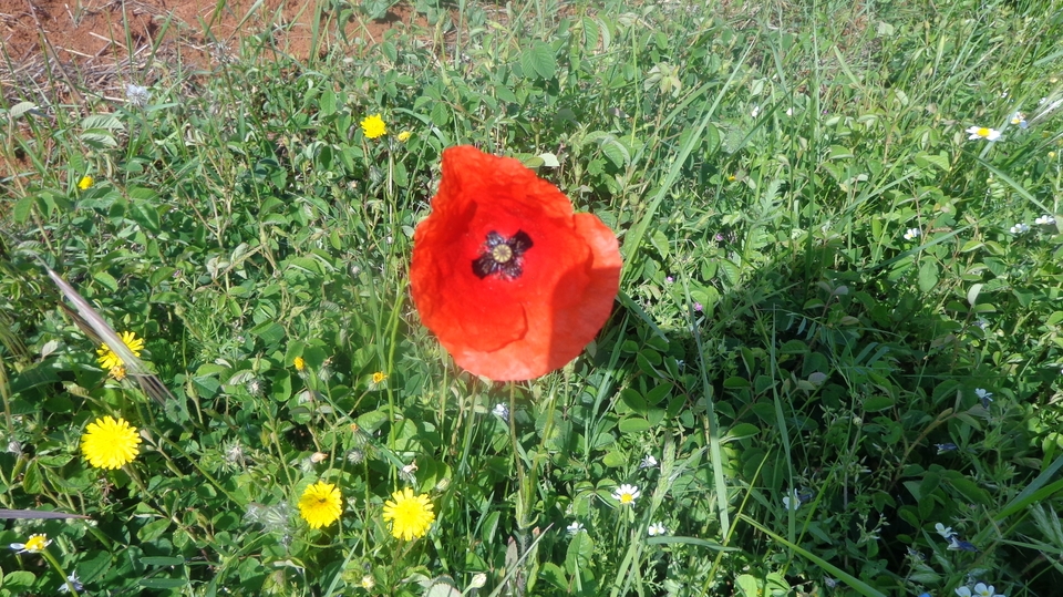 Grande Terreno agricolo