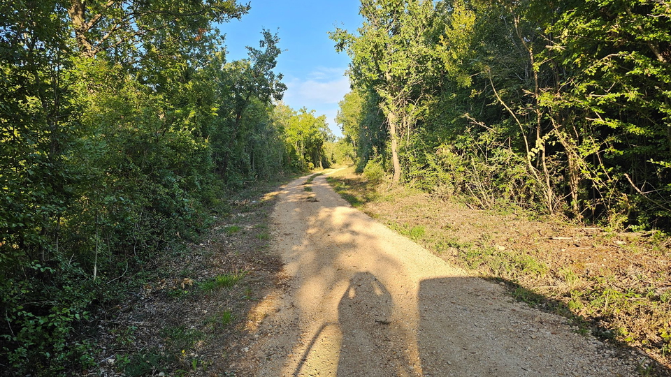 An olive grove with 170 young olive trees in the vicinity of Tara near Poreč and near the sea