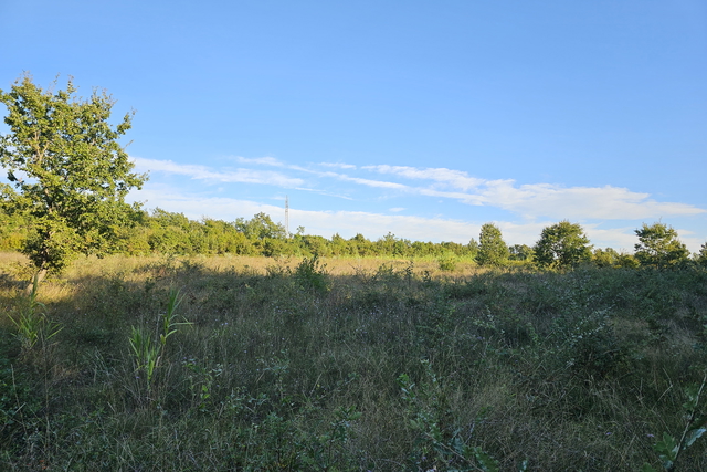 An olive grove with 170 young olive trees in the vicinity of Tara near Poreč and near the sea