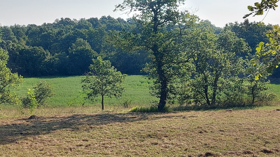 Grande opportunità, vendiamo l'intera collina con vista sul mare e con una piccola casa in pietra vicino a Rovigno