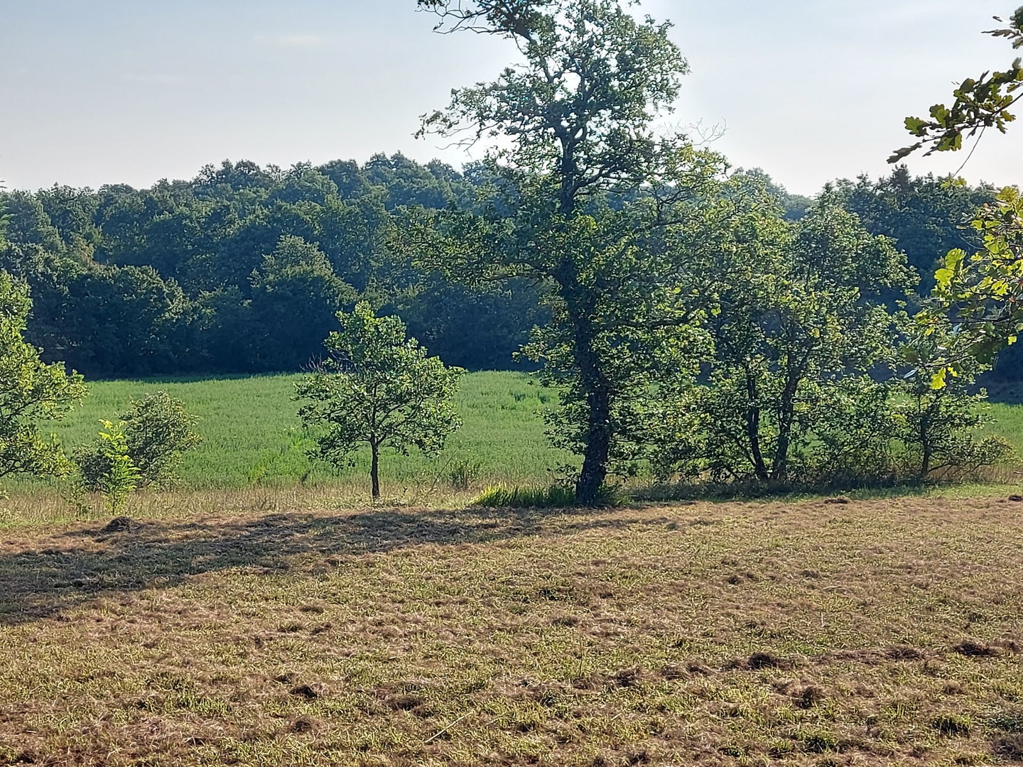 Odlična prilika ,prodajemo cijelo brdo s pogledom na more i s malom kamenom kućicom u blizini Rovinja