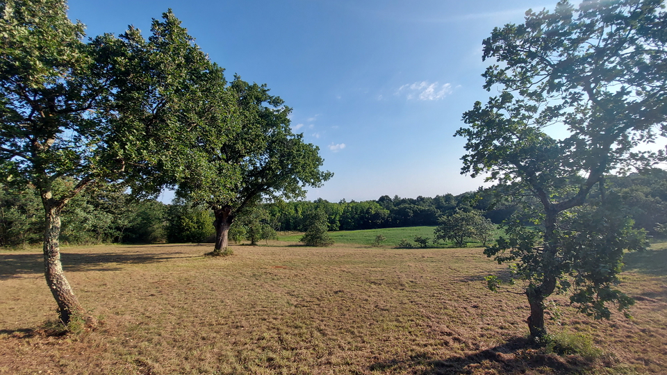 Grande opportunità, vendiamo l'intera collina con vista sul mare e con una piccola casa in pietra vicino a Rovigno