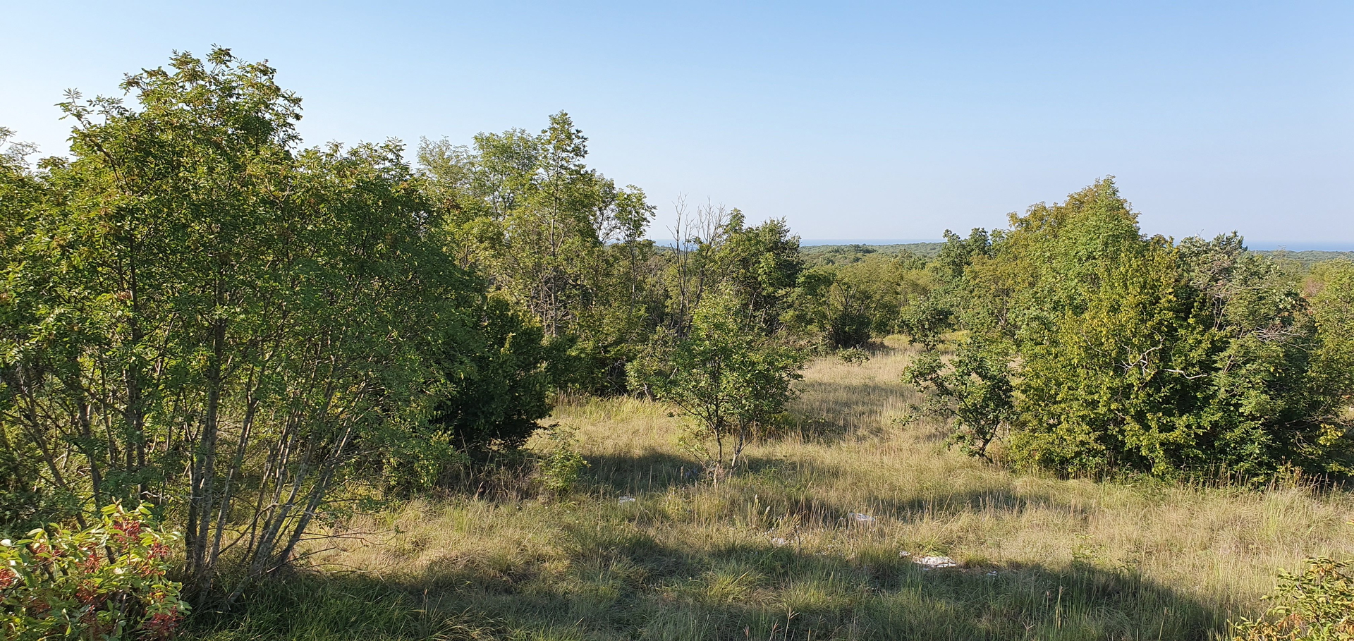 Odlična prilika ,prodajemo cijelo brdo s pogledom na more i s malom kamenom kućicom u blizini Rovinja