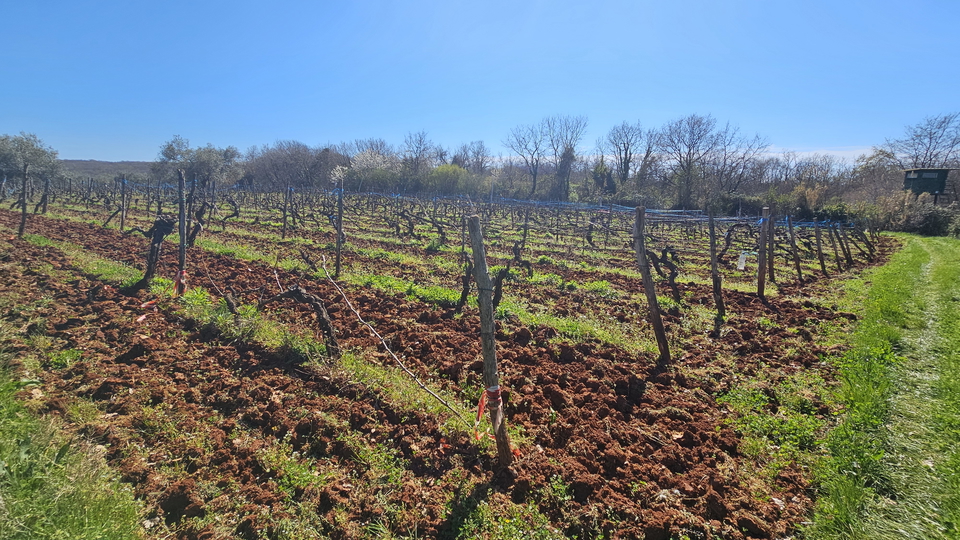 Terreno agricolo vicino a Karigador, a soli 2,5 km dal mare e dalla spiaggia