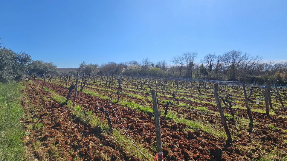 Terreno agricolo vicino a Karigador, a soli 2,5 km dal mare e dalla spiaggia